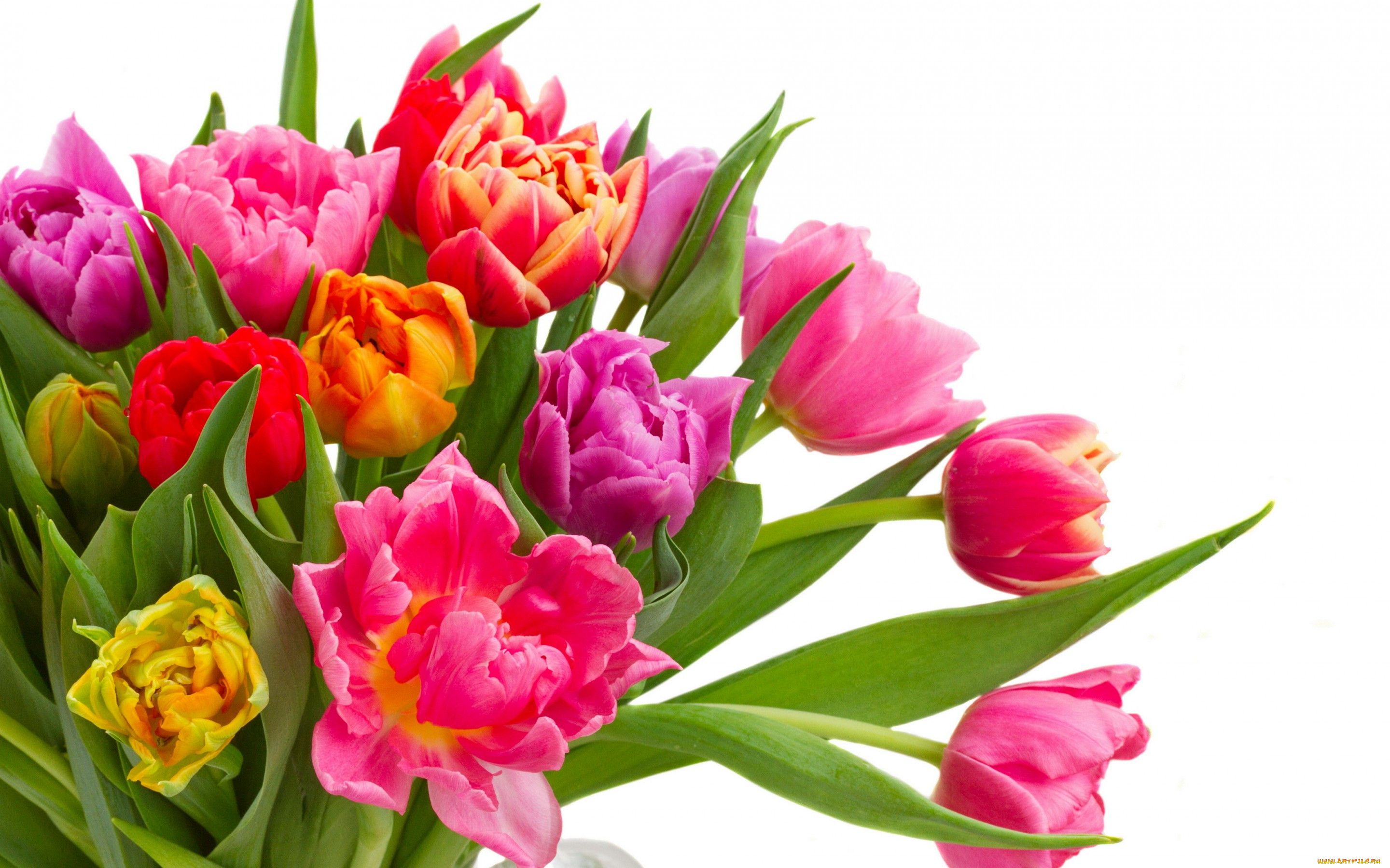 , , colorful, bouquet, flowers, tulips